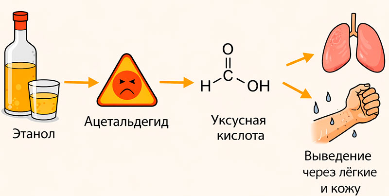 Путь алкоголя в организме