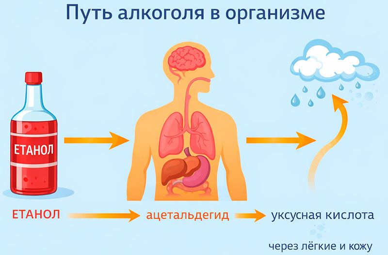 Этанол → ацетальдегид → уксусная кислота → выведение